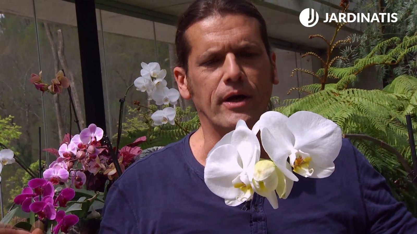 deco 659 eliminar plaga cochinilla productos bio orquidea