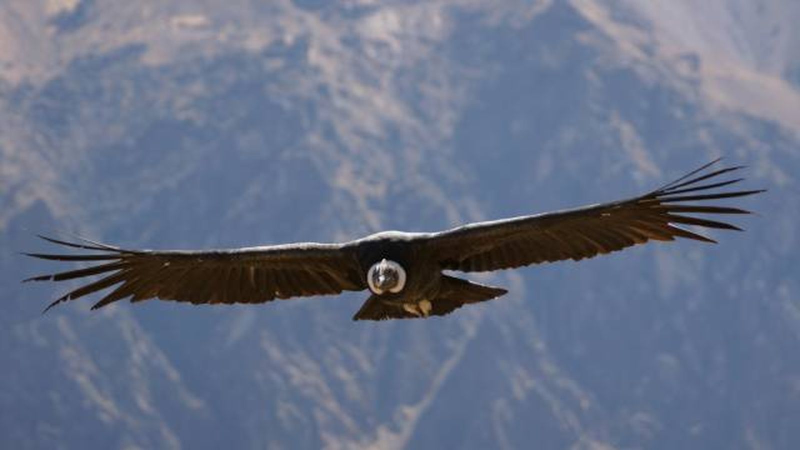 condor volando condor volando