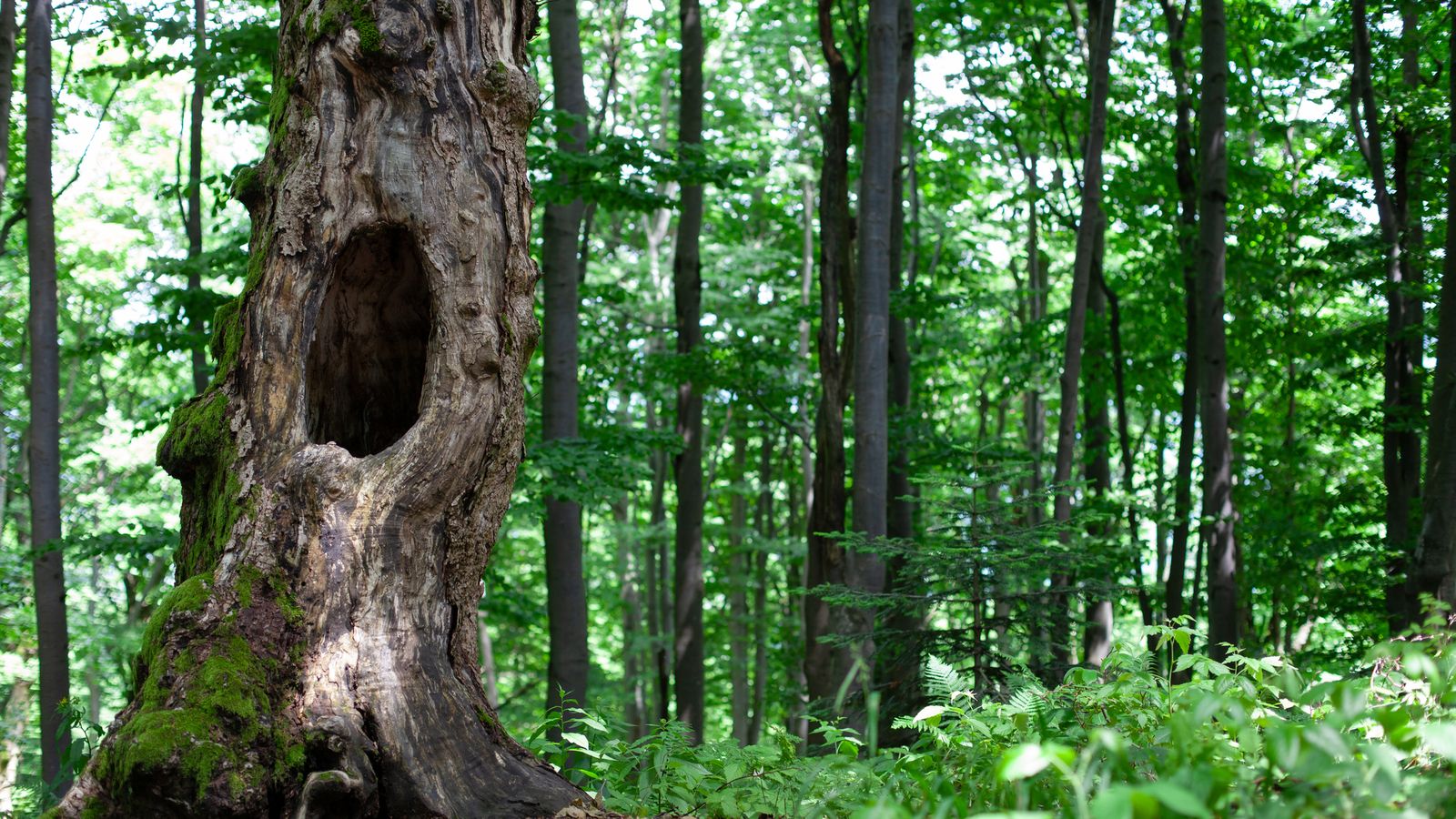 Un árbol hueco puede sobrevivir porque sus tejidos vitales se concentran en la parte exterior