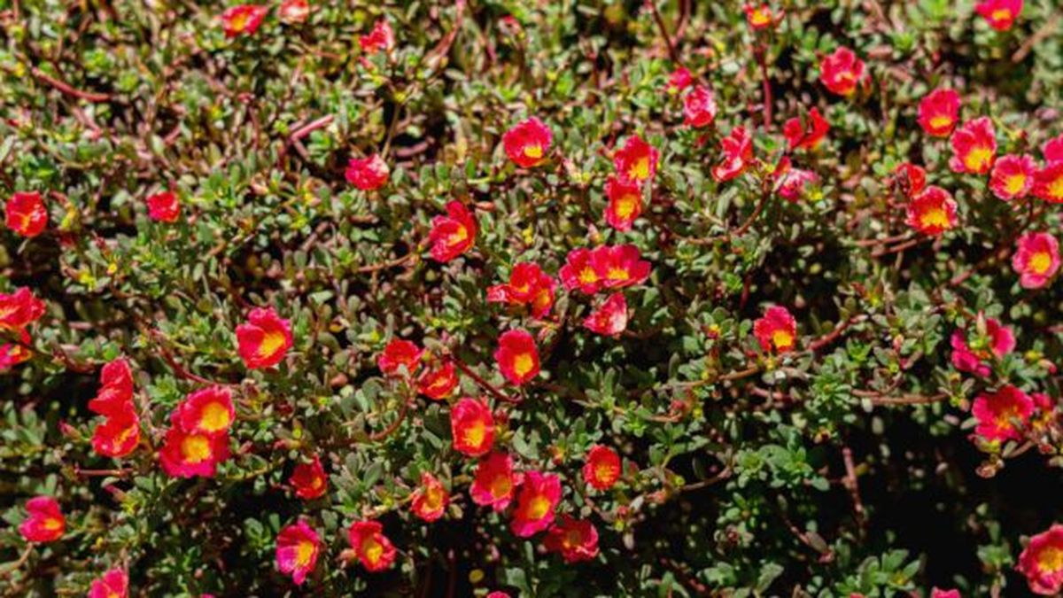 flor portulaca oleracea se cierra por la noche
