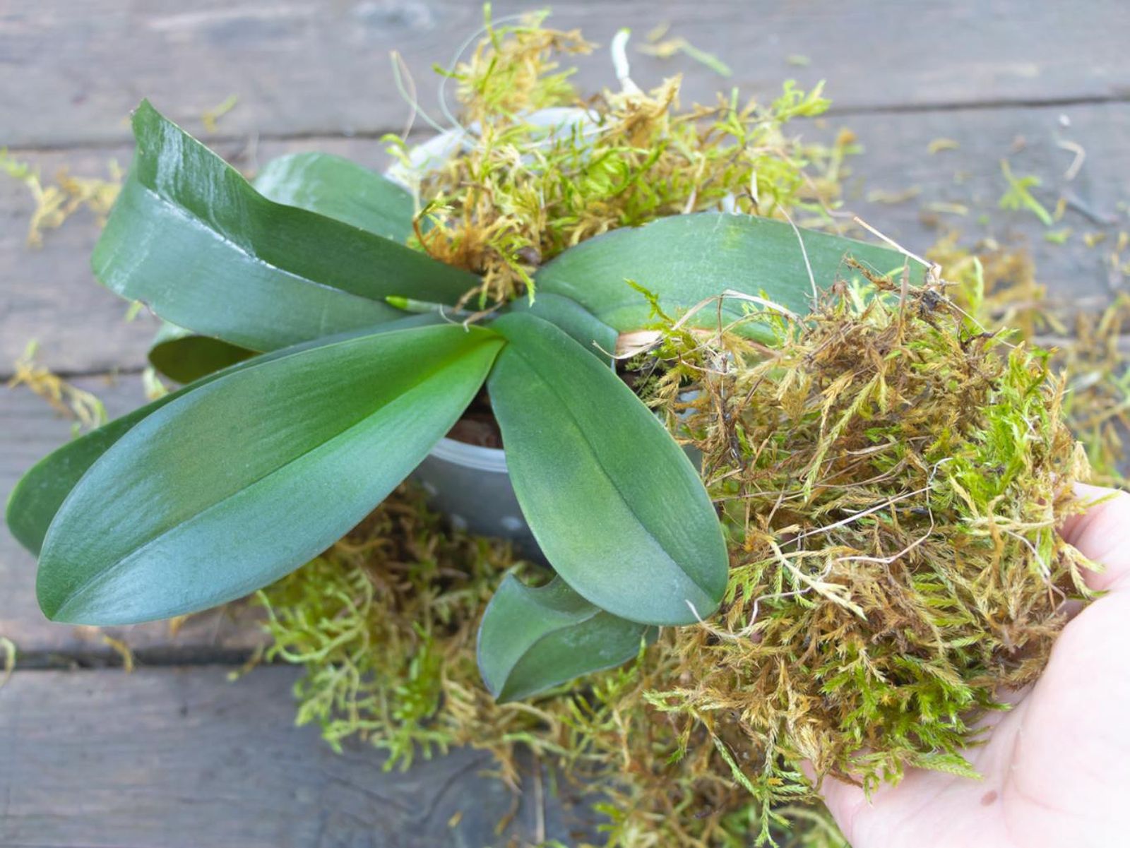 Musgo Sphagnum. Musgo Sphagnum.