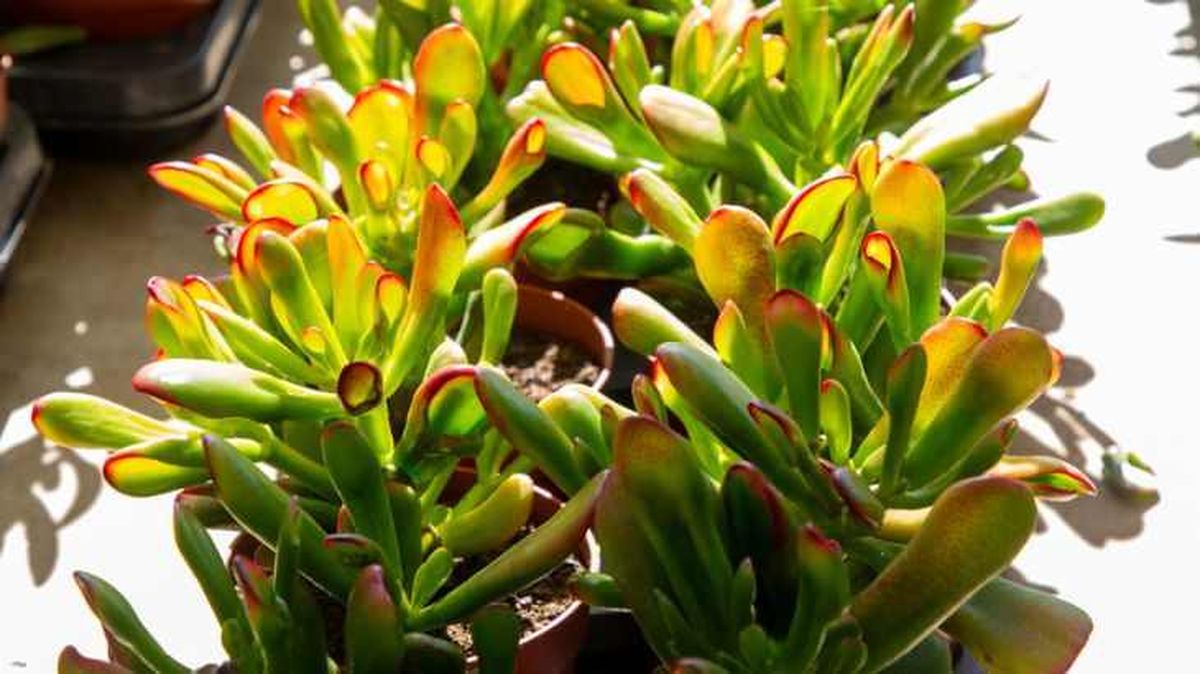 Hojas rojizas de la Crassula ovata Gollum