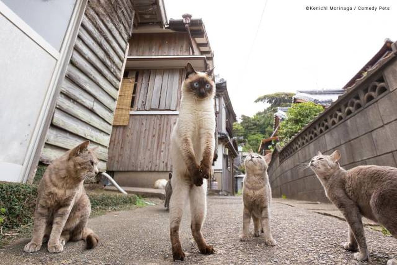 finalista10 premios fotografia Comedy Pet Photo Awards 2023