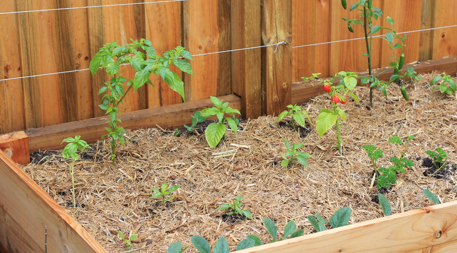 Qué plantar en una mesa de cultivo Qué plantar en una mesa de cultivo