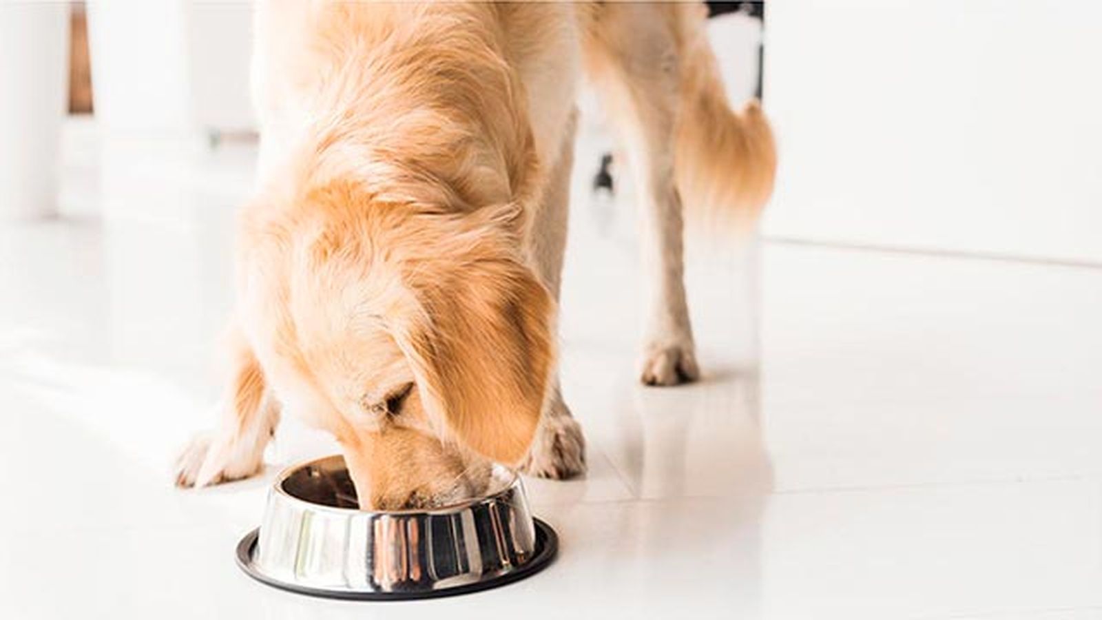 comer dia perro 3