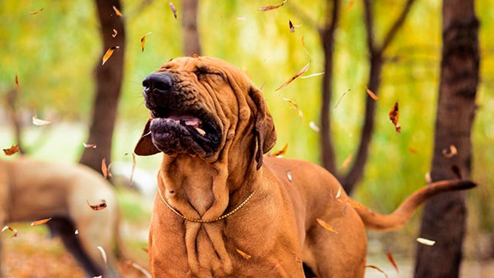 perro estornuda