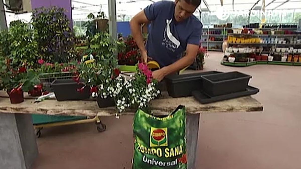 plantacion petunias dipladenias bacopas jardinera deco 390