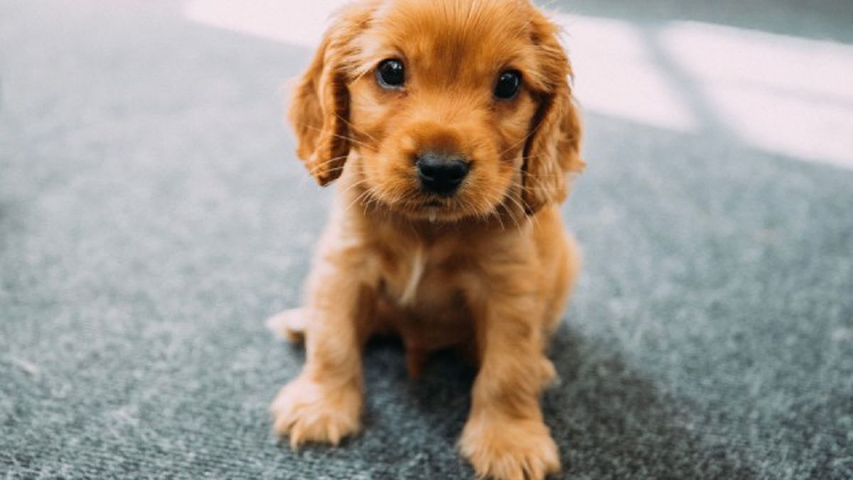 cocker spaniel 7