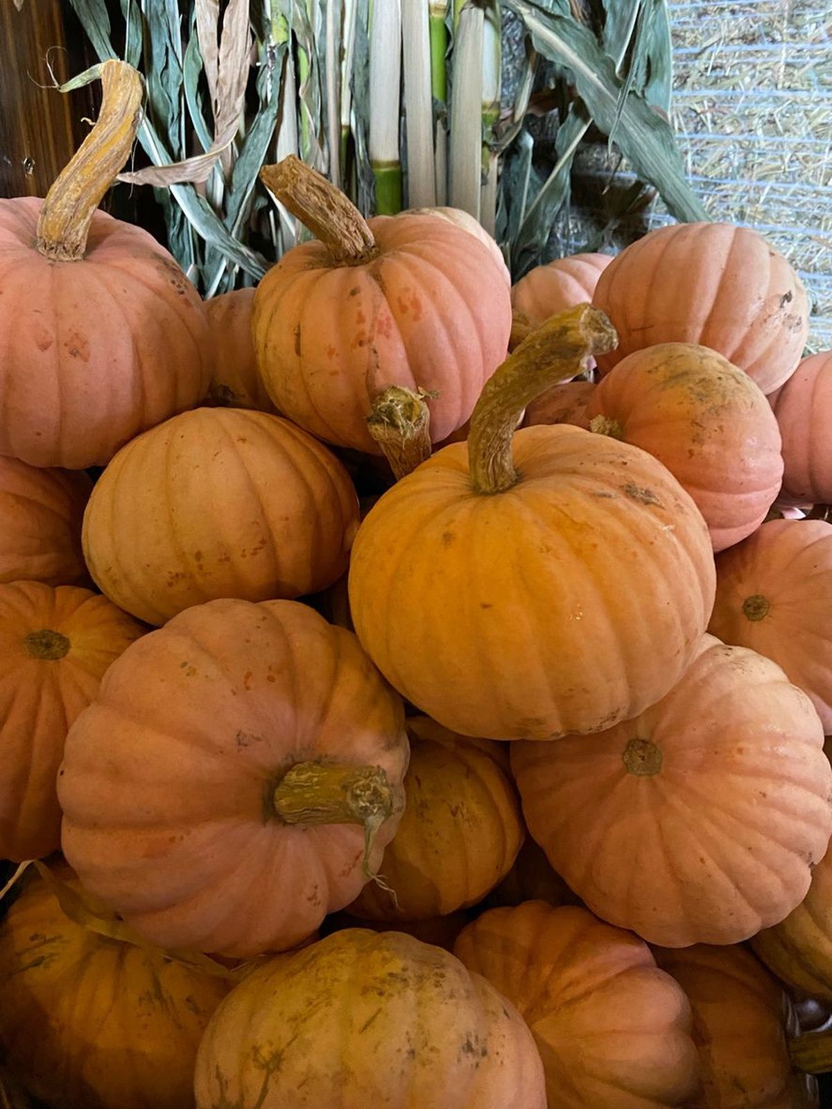 cosecha de la calabaza