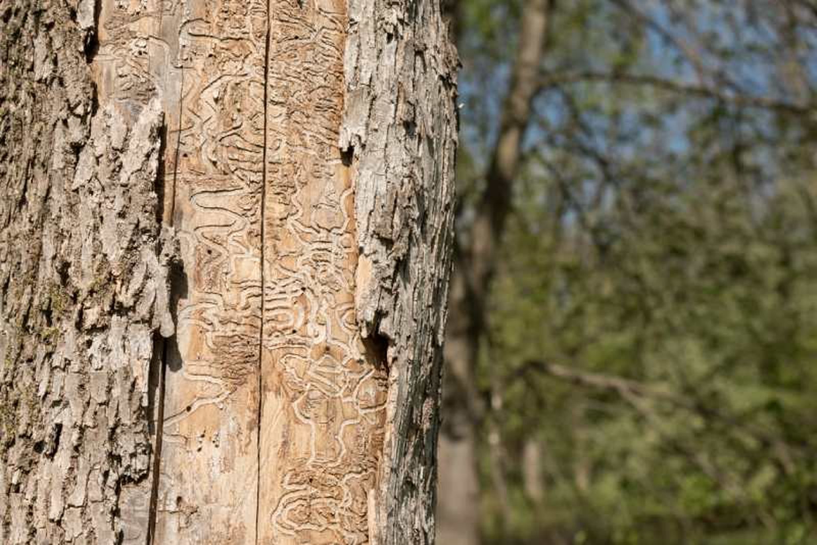 Si un árbol está muerto, la corteza se desprenderá .