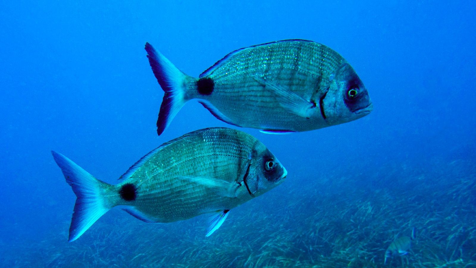 El mar mediterráneo cuenta con una fauna sorprendente