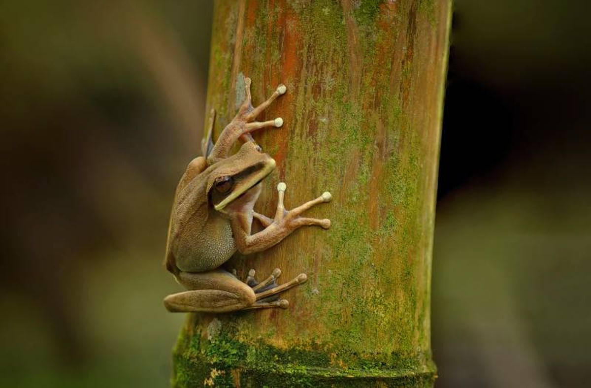 Se recomienda tener un terrario vertical para aprovechar su hábito arborícola.