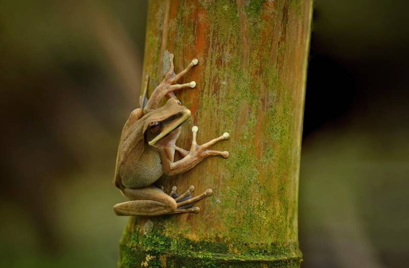 Se recomienda tener un terrario vertical para aprovechar su hábito arborícola. Se recomienda tener un terrario vertical para aprovechar su hábito arborícola.