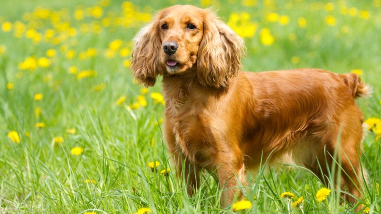 cocker spaniel 2 cocker spaniel 2