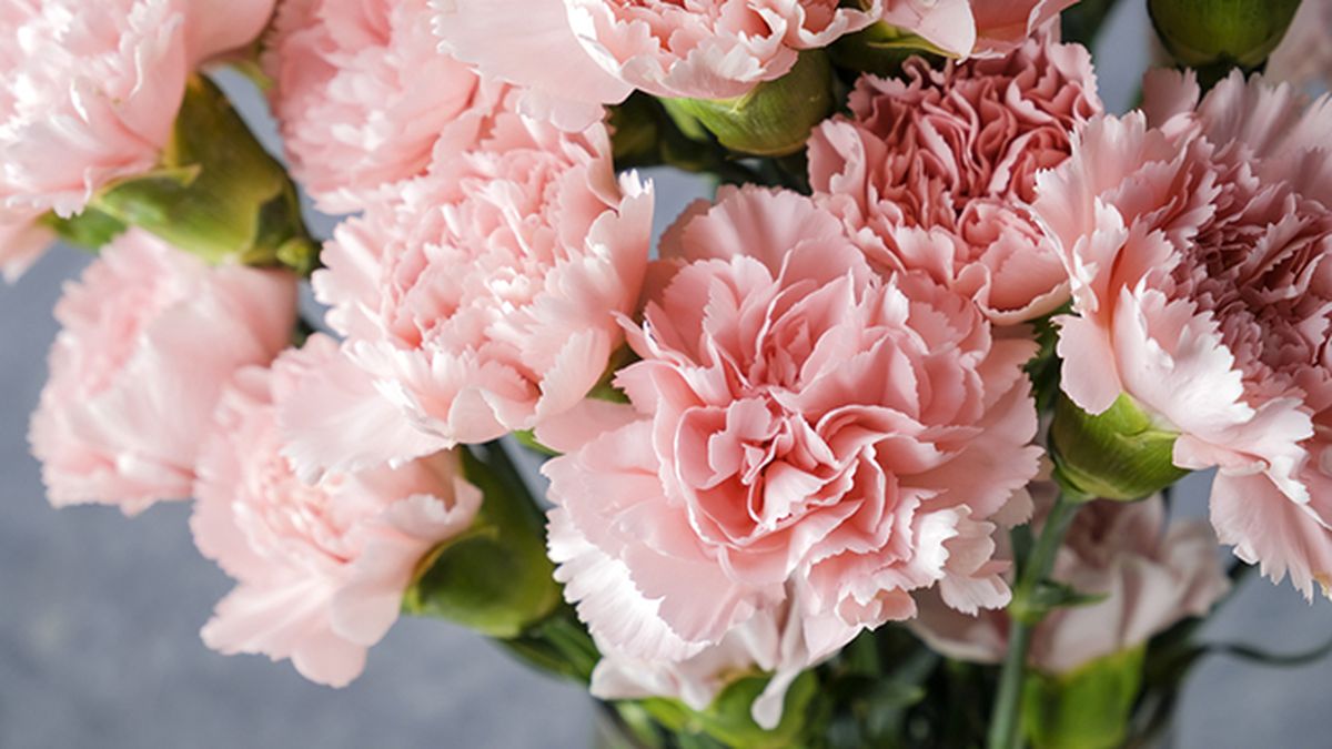 ramo de claveles para el dia de la madre