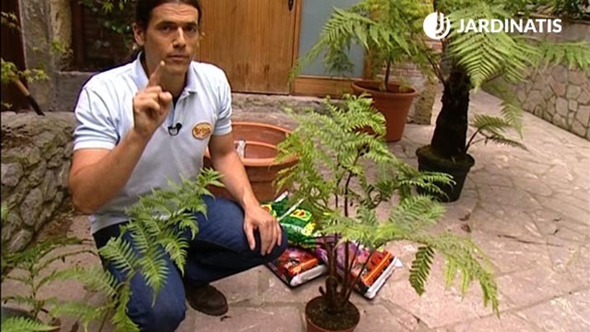 Cyathea cooperi helechos arboreos brico 463 jardin xl