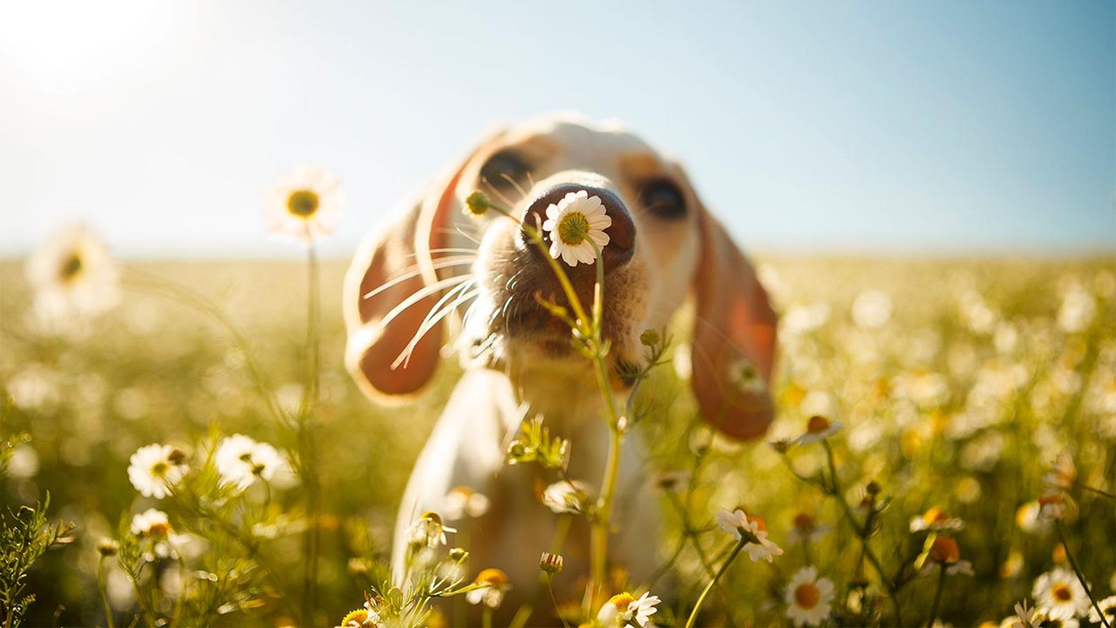 cuidados primavera mascotas portada