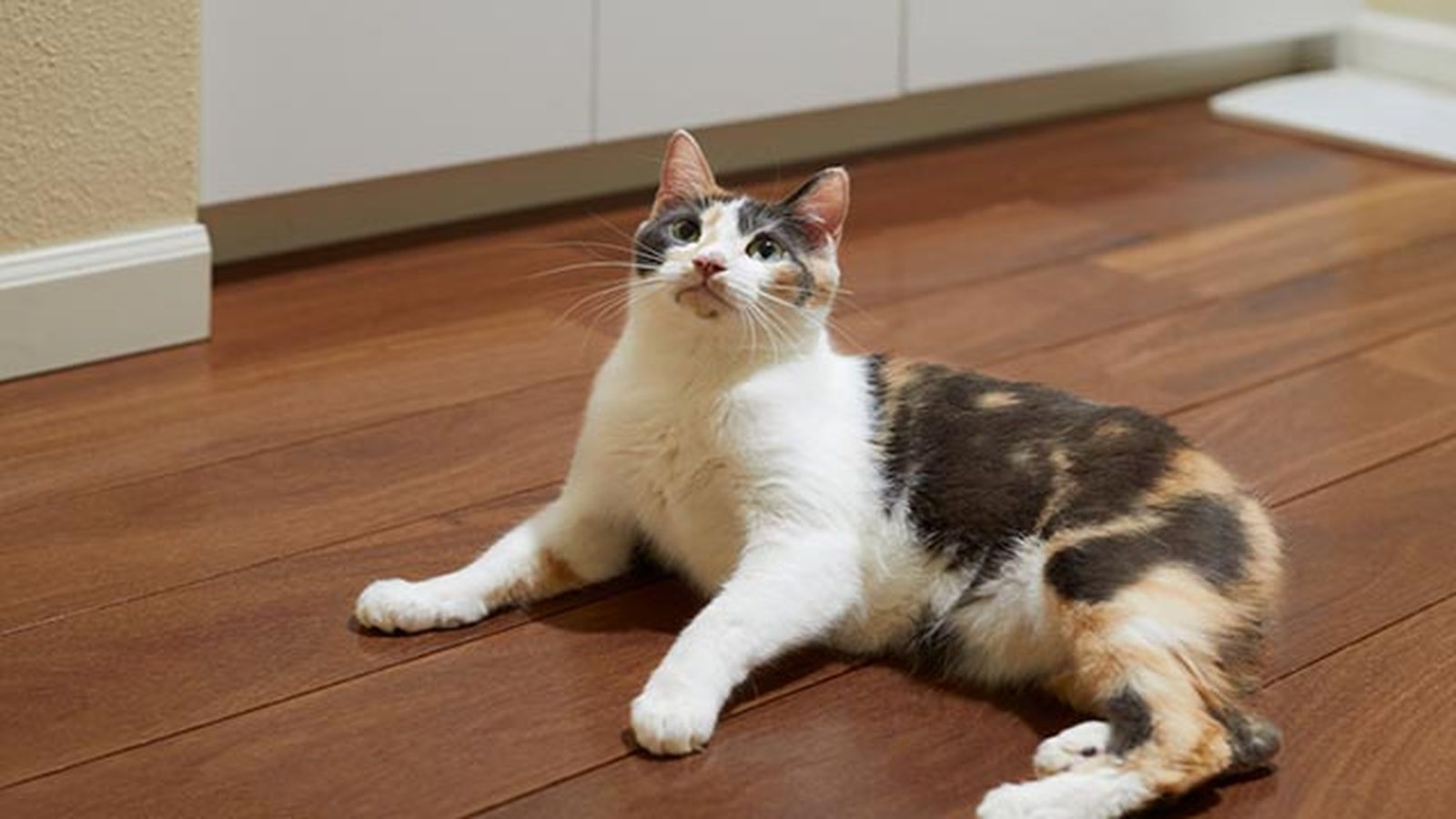 gato manx mimoso gato manx mimoso