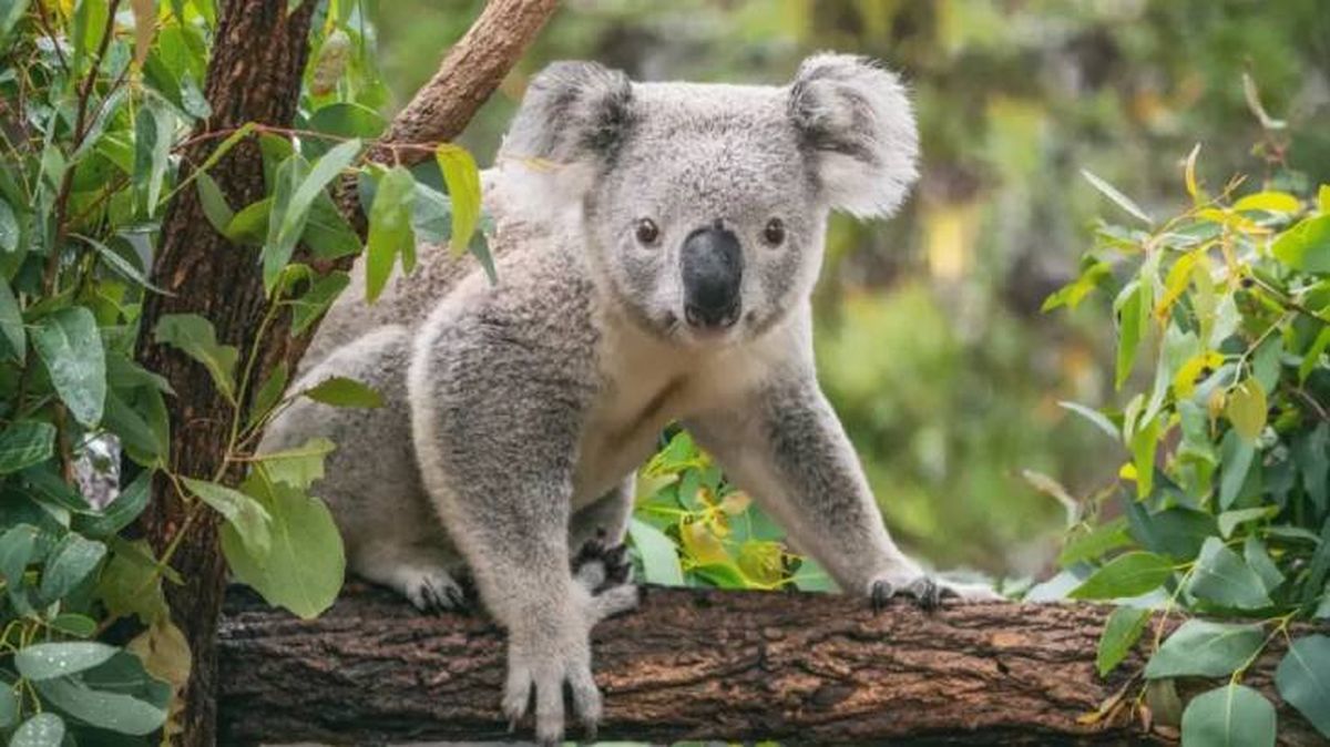 animales que empiezan por k koala (1)