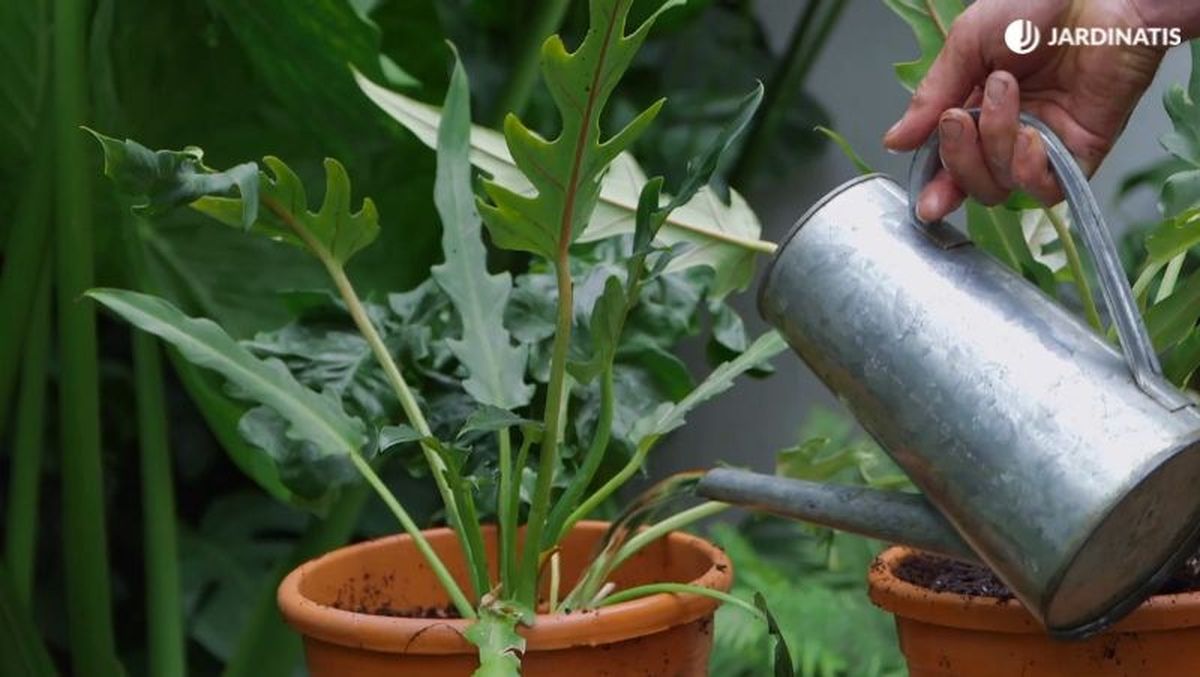 Al regar, no mojes las hojas