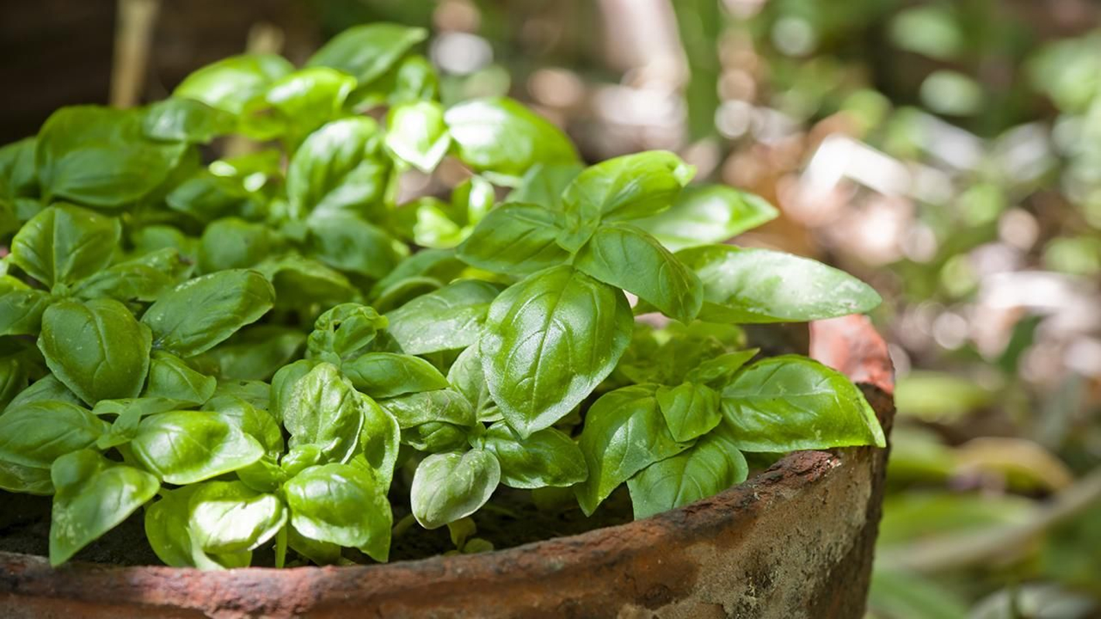curiosidades albahaca