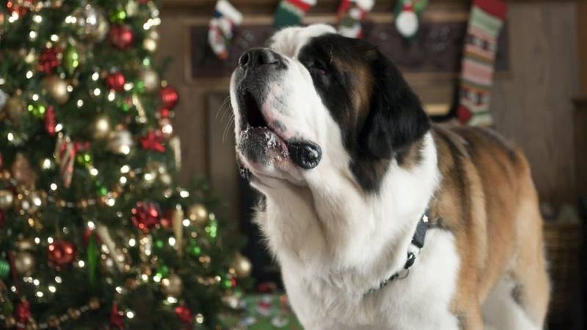 Beethoven, una de las películas navideñas más populares y divertidas.