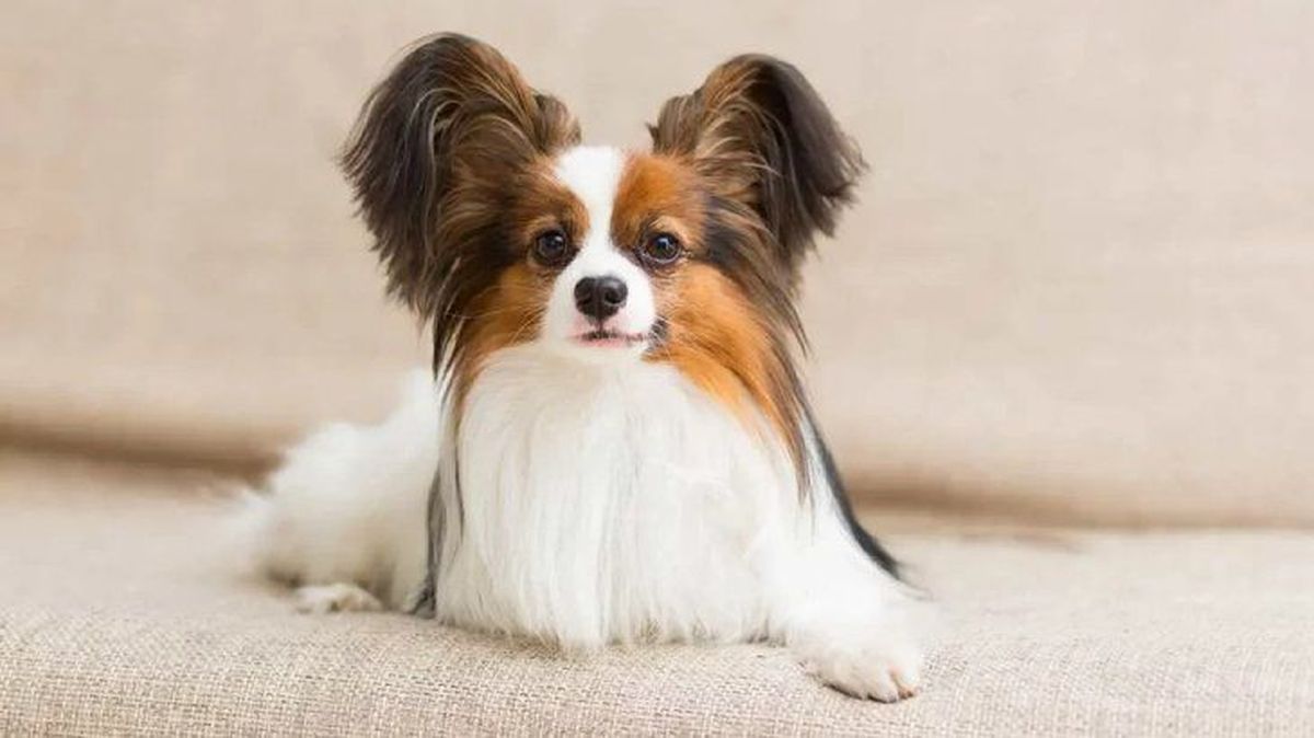 perros mas inteligentes papillon
