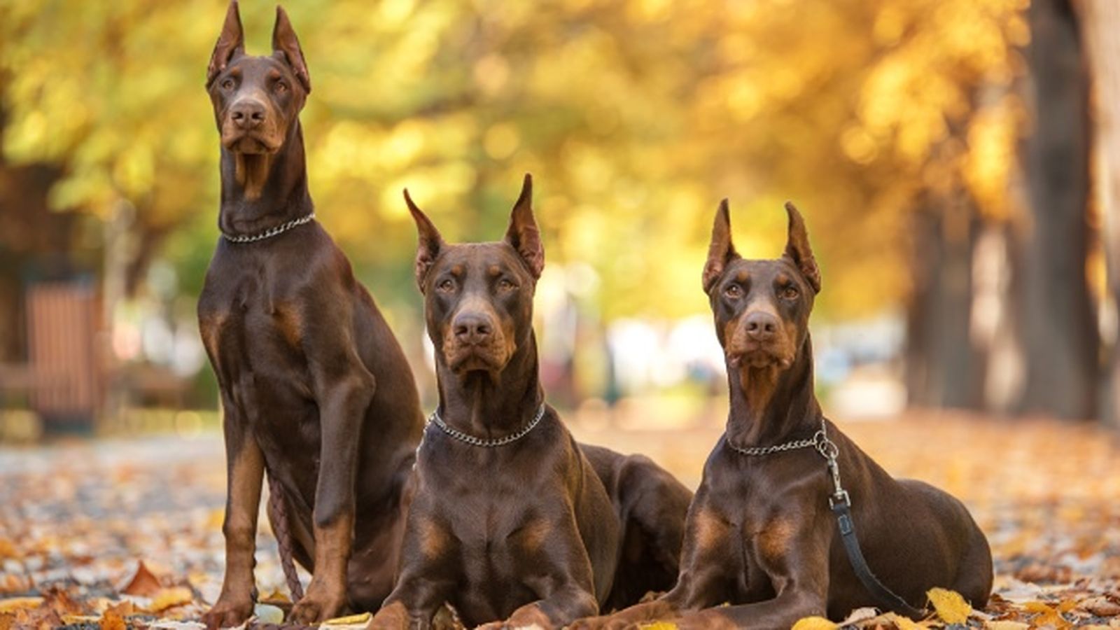 doberman 7 doberman 7