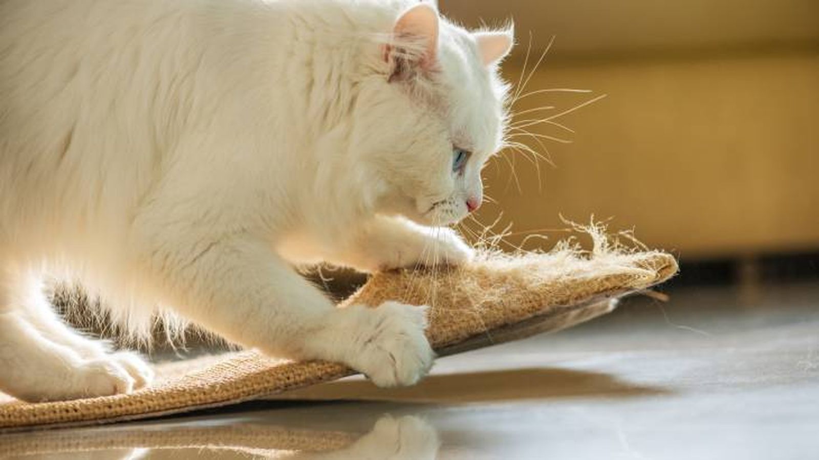 evitar tu gato arane muebles evitar tu gato arane muebles