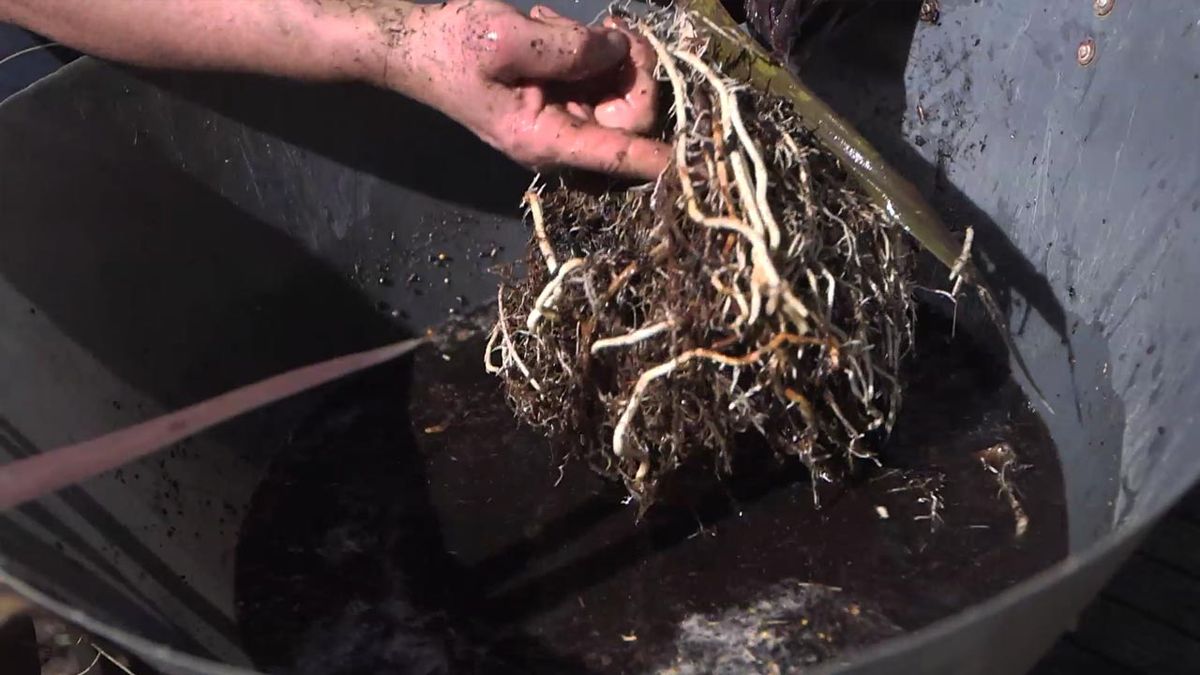 brico 1029 jardin como dividir mata cordyline raices