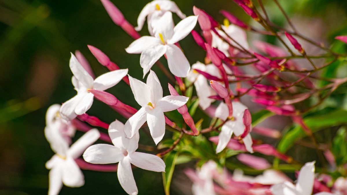 El jazmín chino florece a finales de invierno y principios de primavera