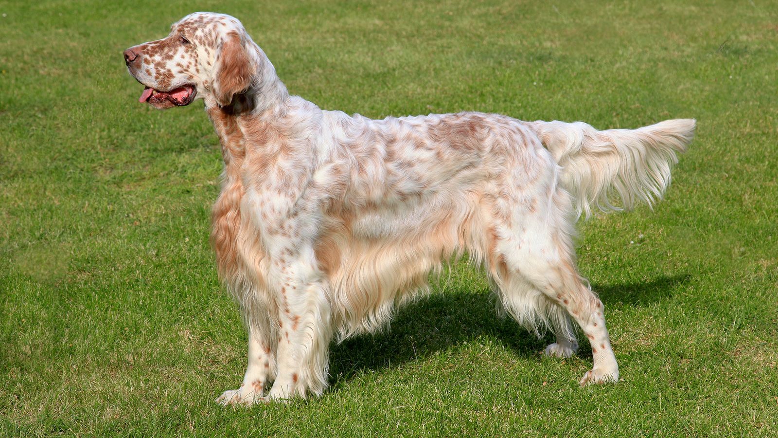 perro raza setter ingles