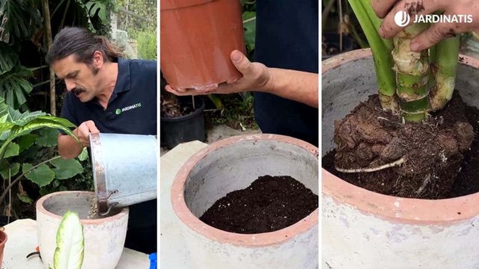 como trasplantar planta dieffenbachia jardinatis 23 33 como trasplantar planta dieffenbachia jardinatis 23 33