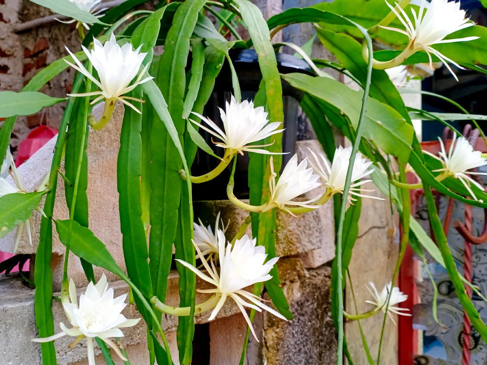 Epiphyllum