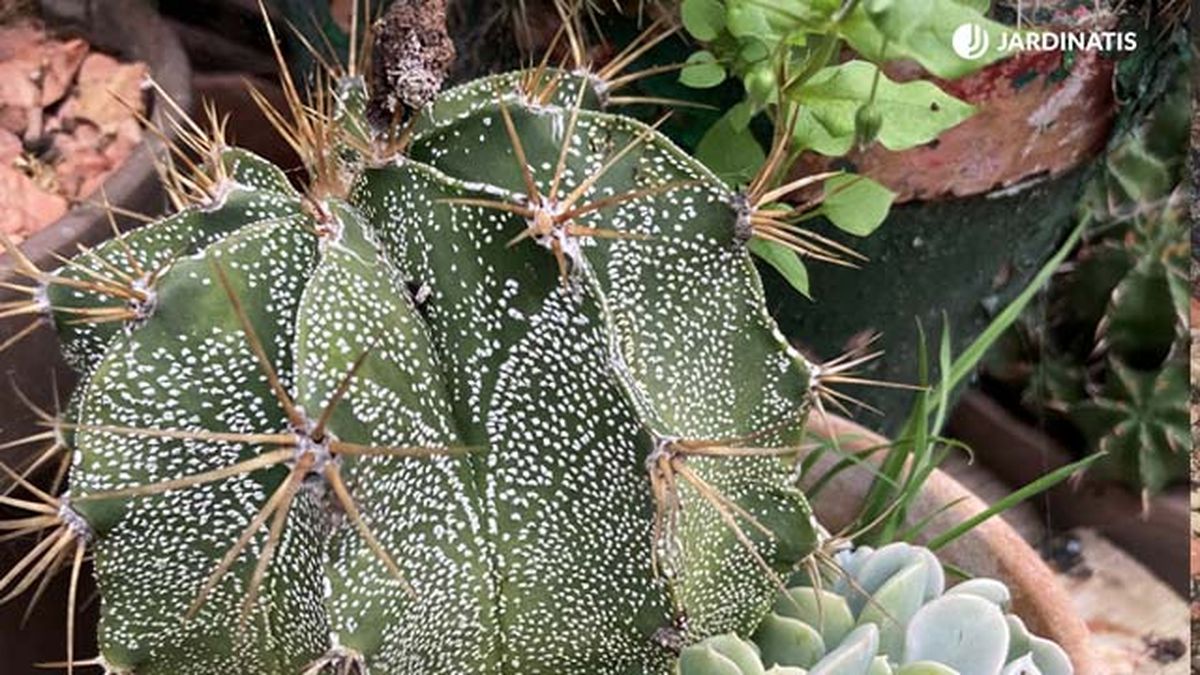 pinchos mecanismo de defensa cactus jardinatis