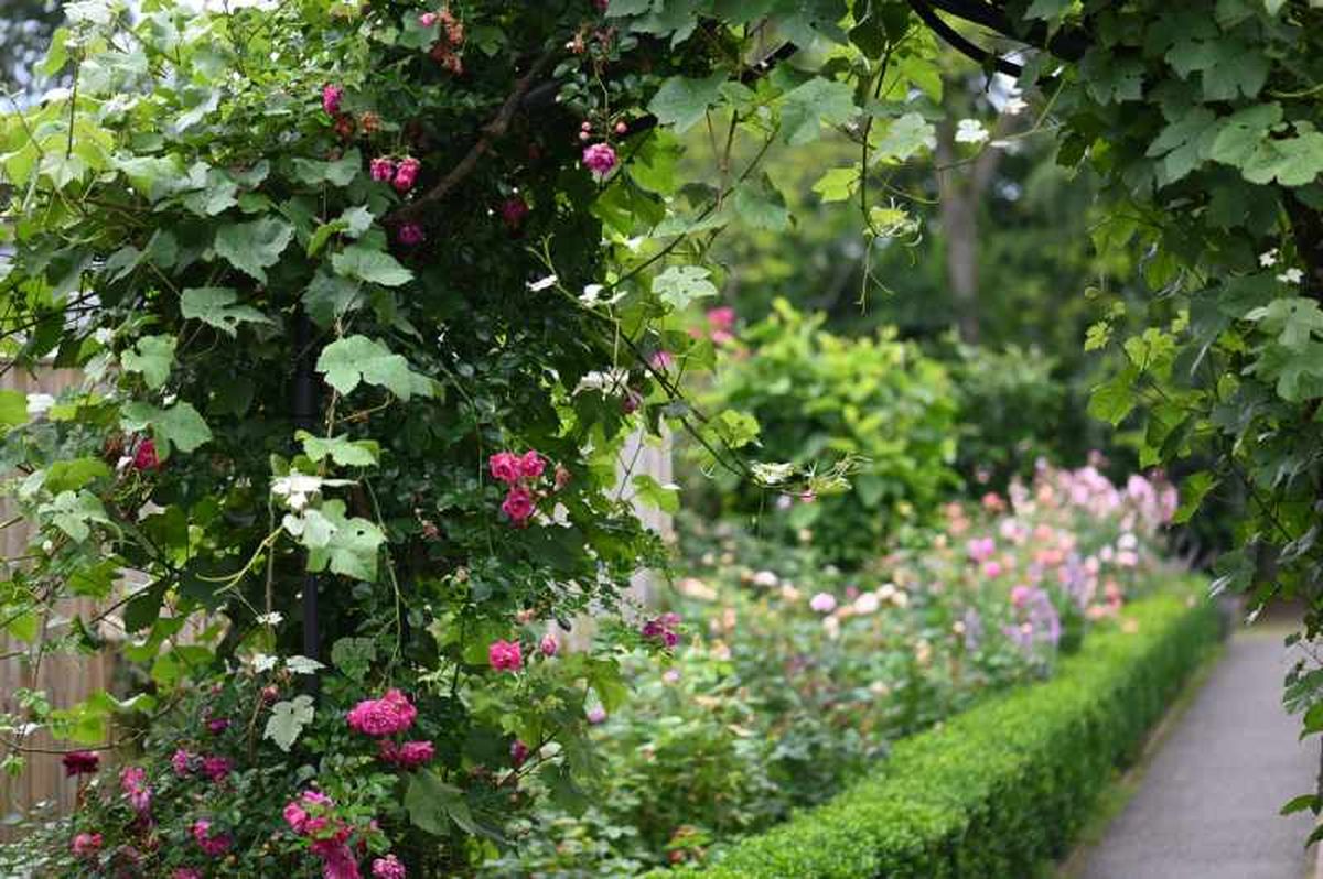 Preferiblemente planta plantas autóctonas en el jardín.