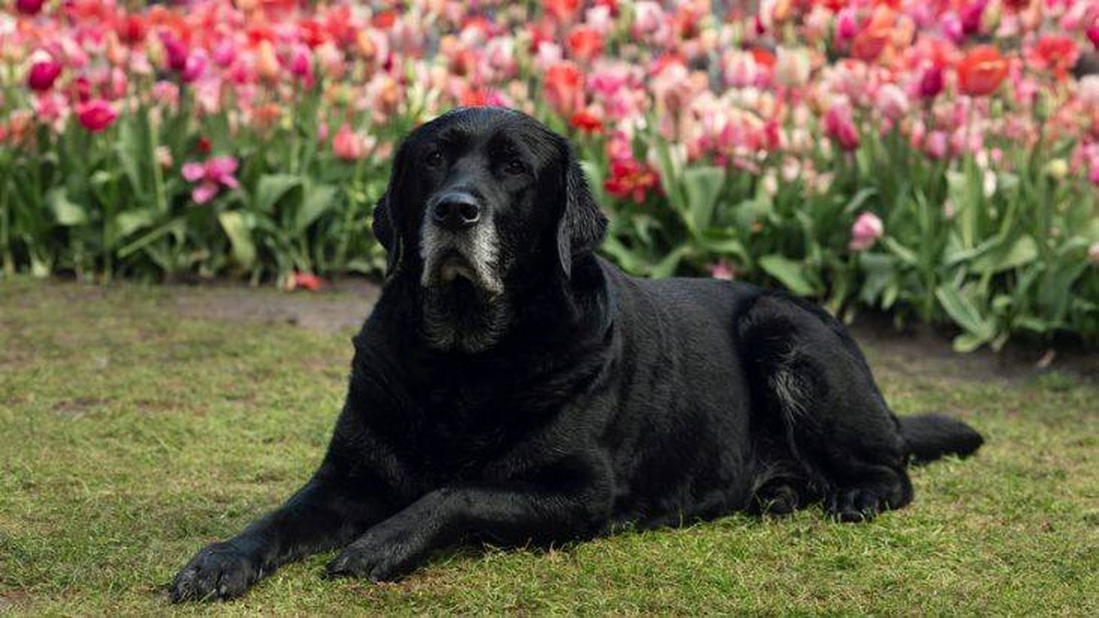 Los Jardines Keukenhof son Pet Friendly. Los Jardines Keukenhof son Pet Friendly.