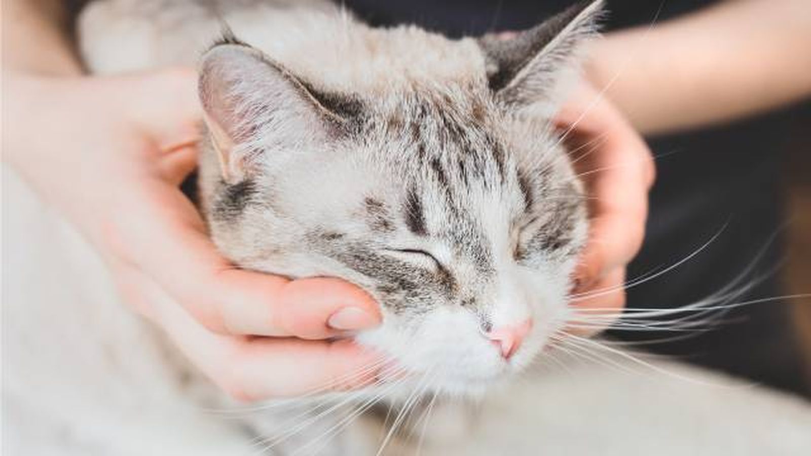 fisioterapia en gatos beneficios fisioterapia en gatos beneficios