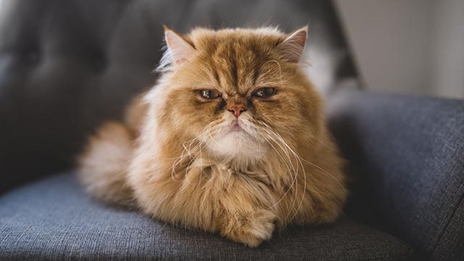 gato persa 7 sofa gato persa 7 sofa