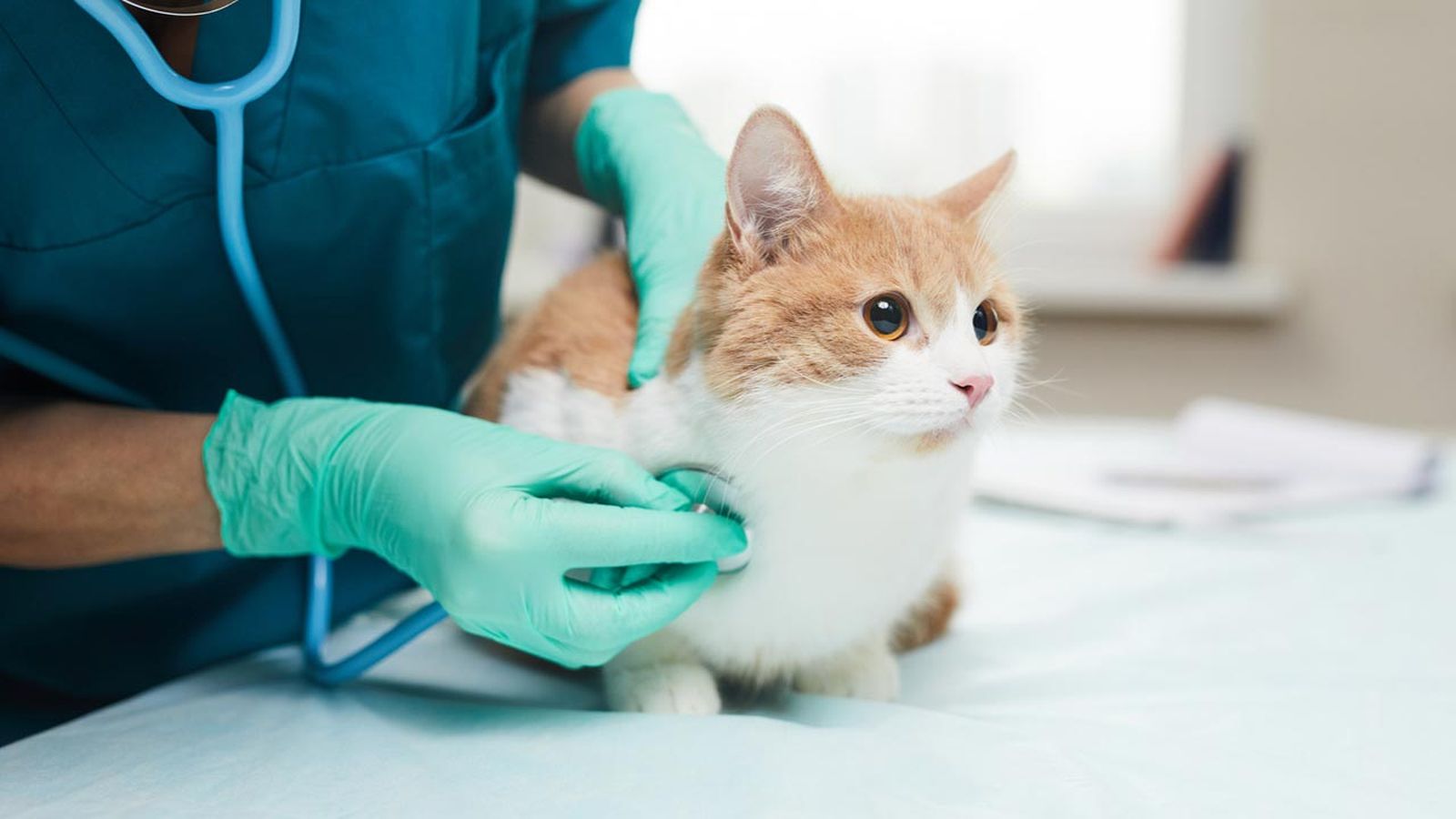 lipidosis hepatica en gatos