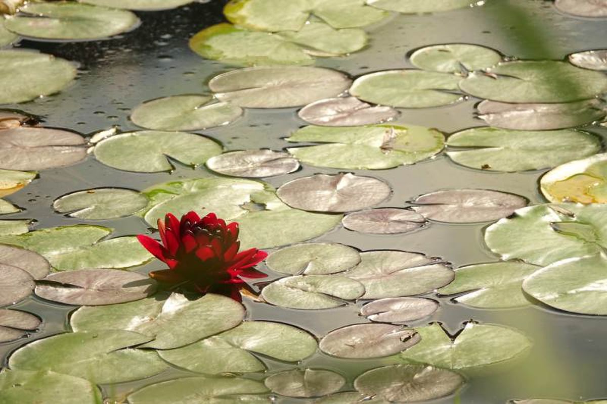 La flor de loto roja.