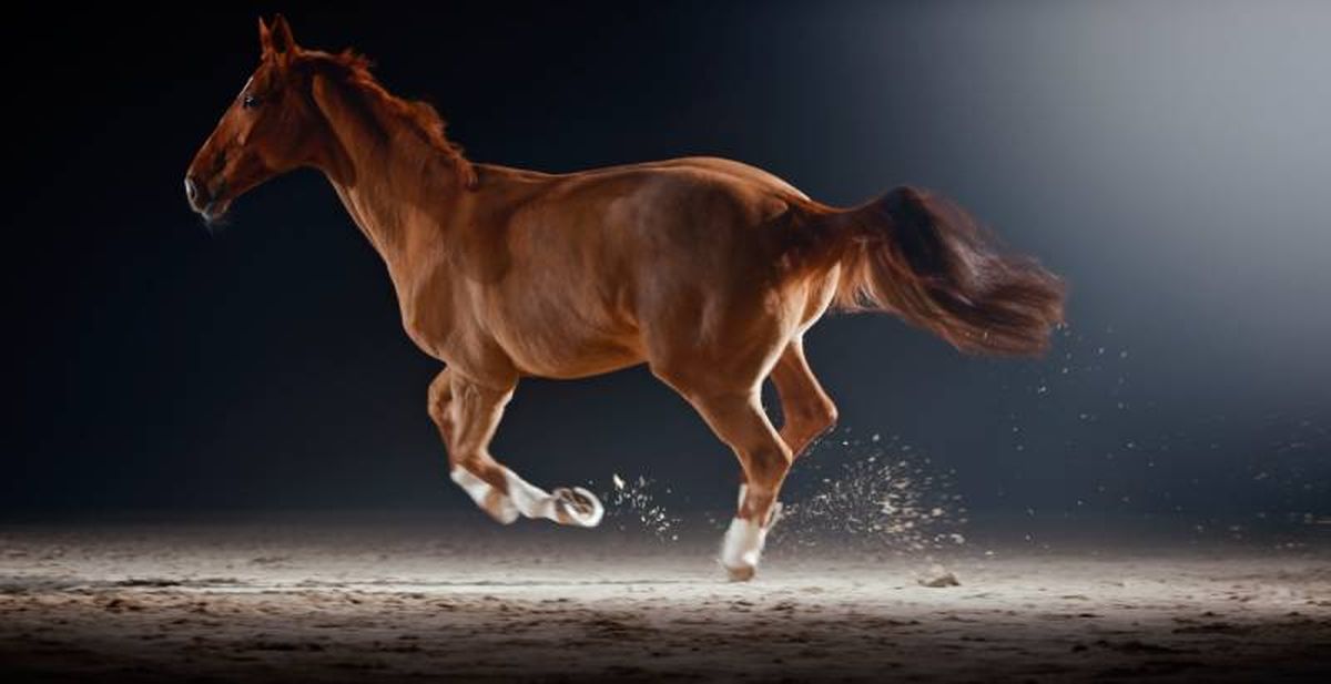 La reseña de identificación de un caballo es una herramienta necesaria dentro de la industria ecuestre.