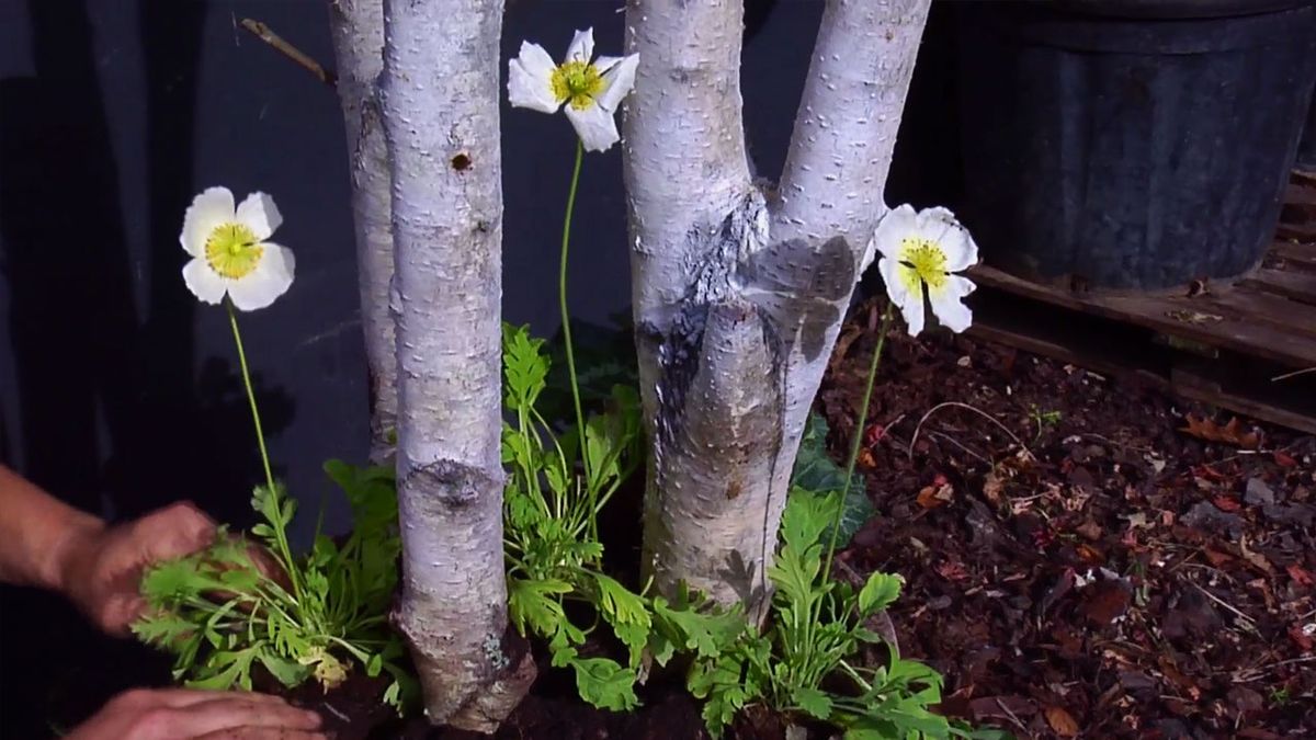 BRICO_JARDIN_851_Arbol navideño con troncos de abedul amapolas ciclamenes