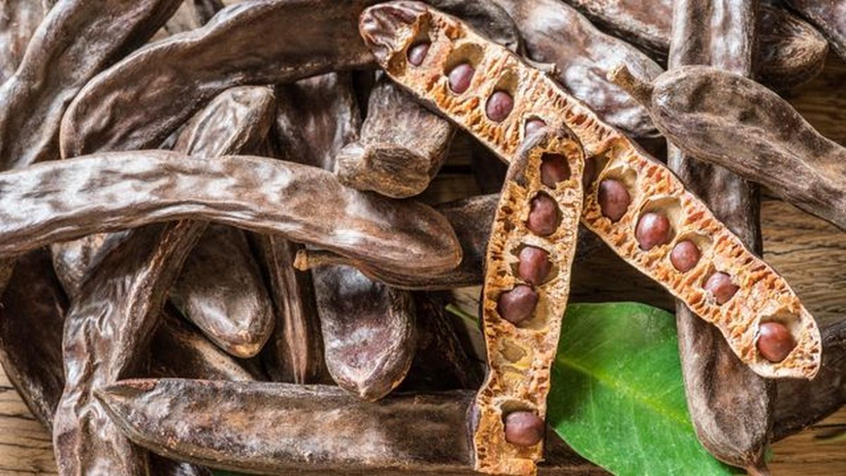 vainas fruto algarrobo