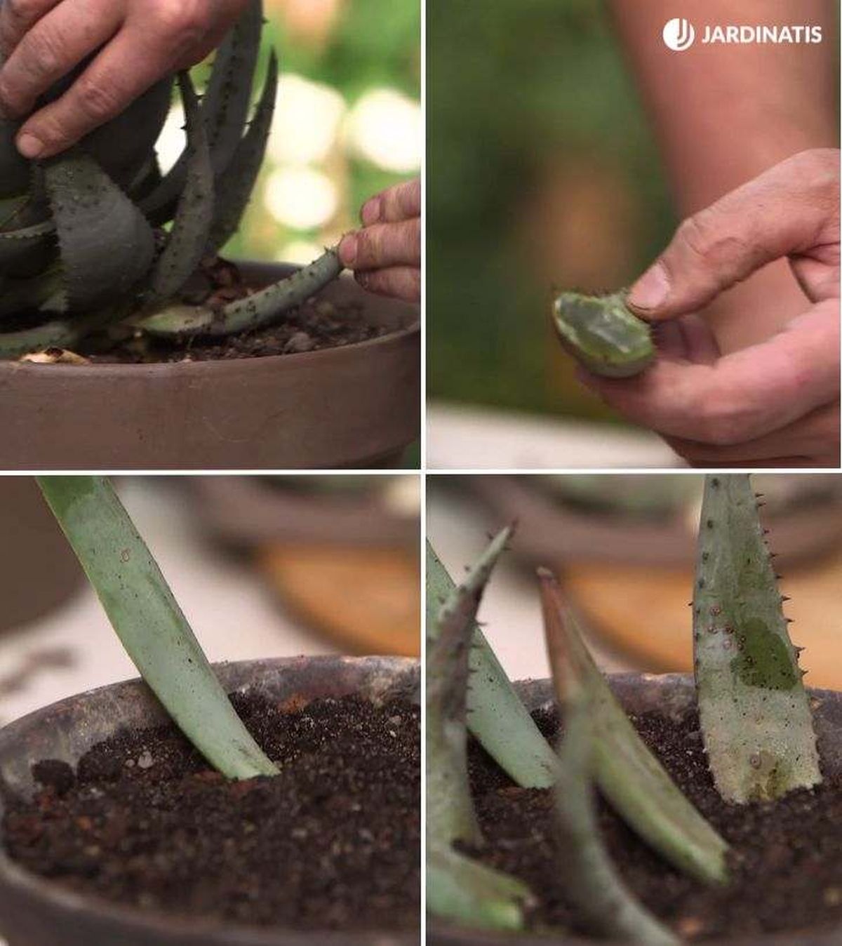 reproducir aloe vera esquejes de hoja brico 977