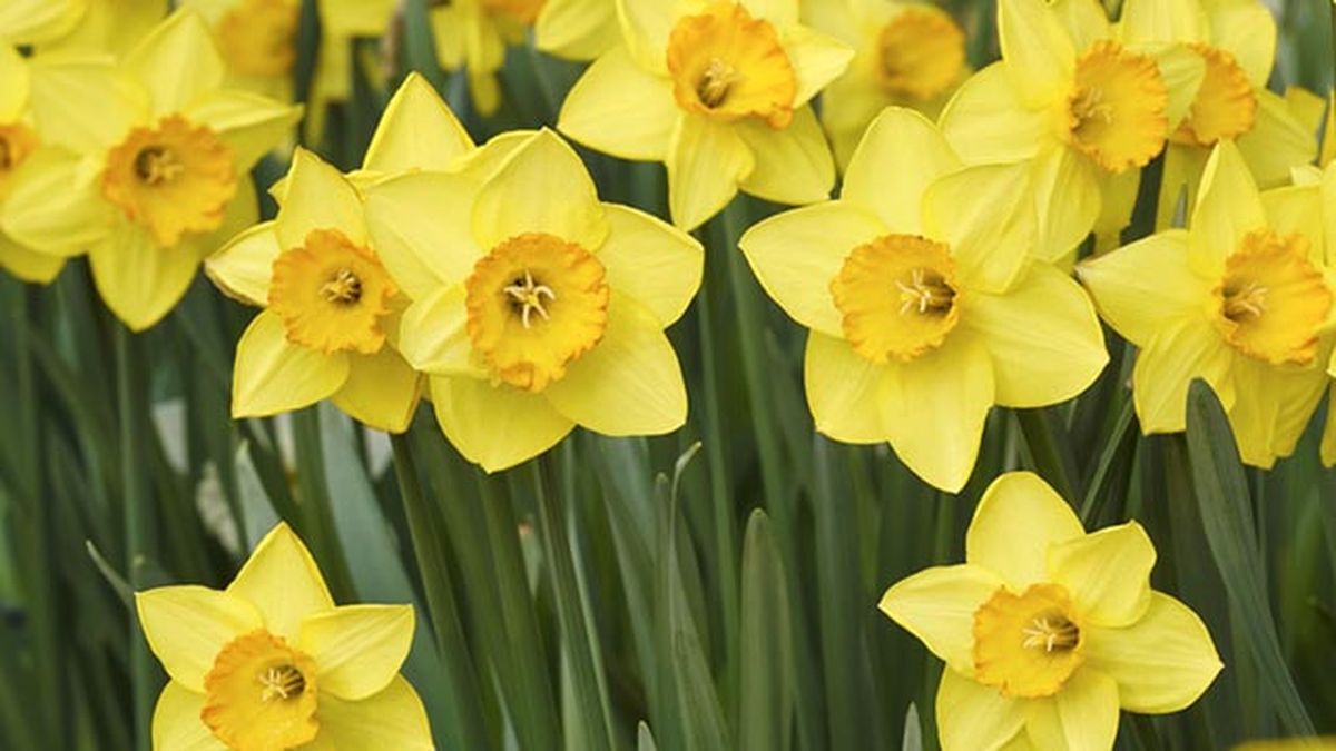 Narcissus pseudonarcissus