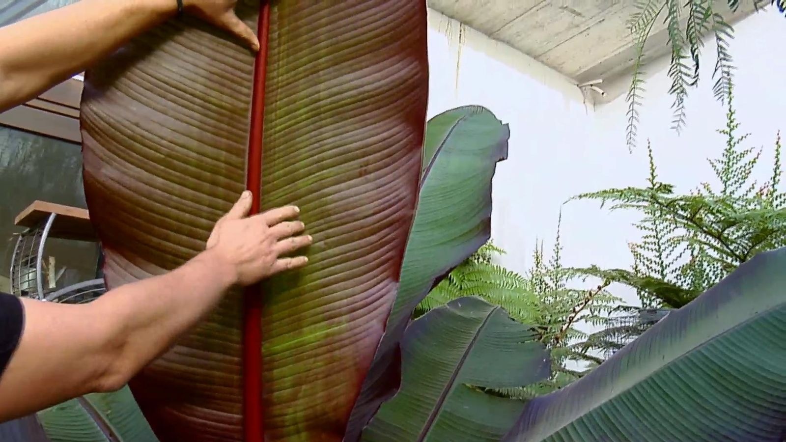 BRICO_JARDIN_857_Falso banano rojo hoja