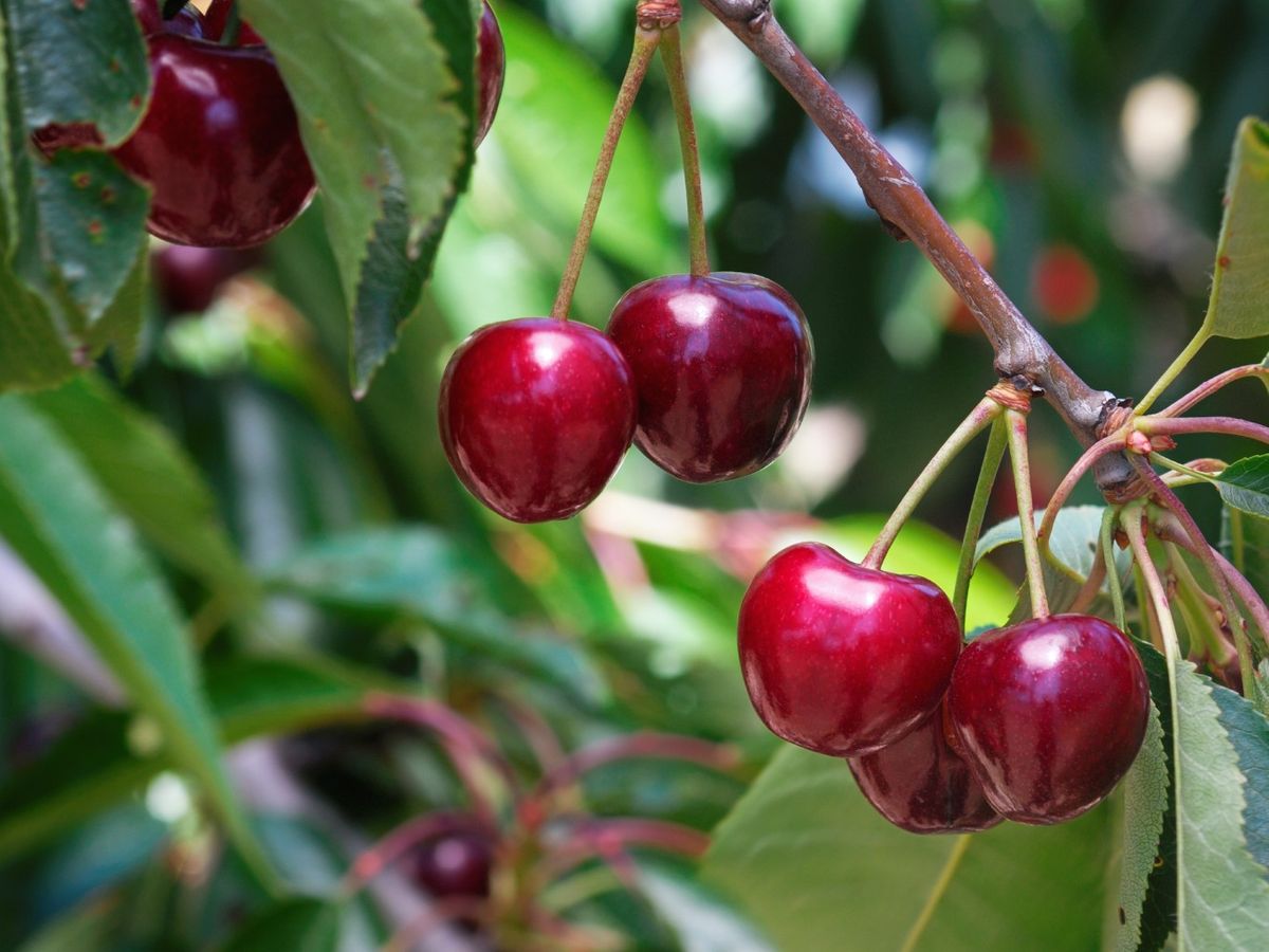 La cereza pertenece a las frutas de hueso y procede del cerezo (Prunus avium)