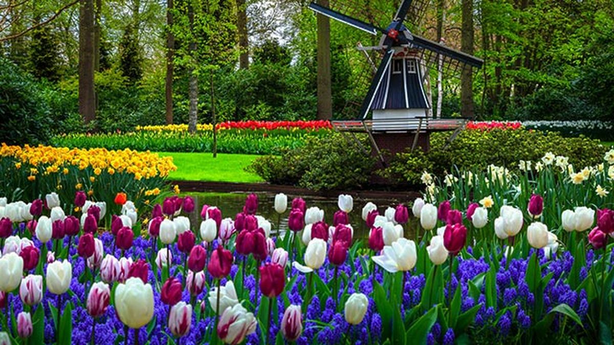 tulipanes Lisse floraciones espectaculares de europa