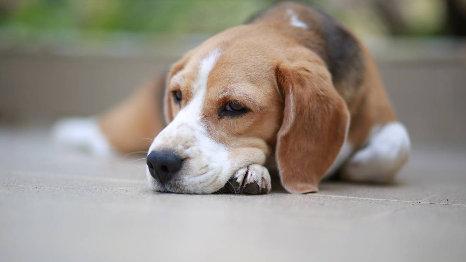 Existen muchas razones por las que un perro puede tener diarrea. Existen muchas razones por las que un perro puede tener diarrea.